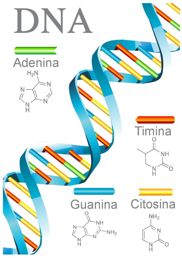 DNA (1)